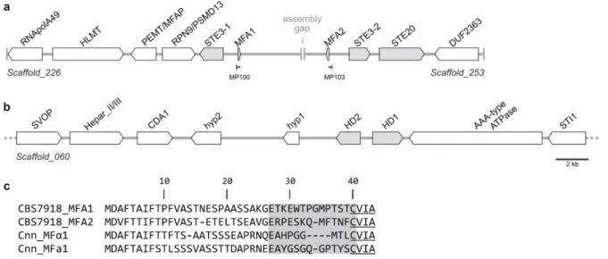 Figure  2.1.  Gene  content  and  organization  around  the  putative  mating  type  genes  of P
