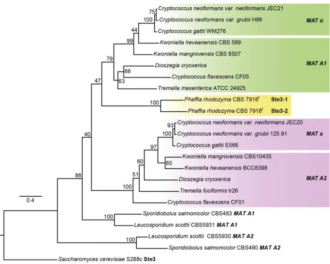 Figure 2.5.  Maximum likelihood phylogenetic tree of pheromone receptors (Ste3) from Tremellomycetes