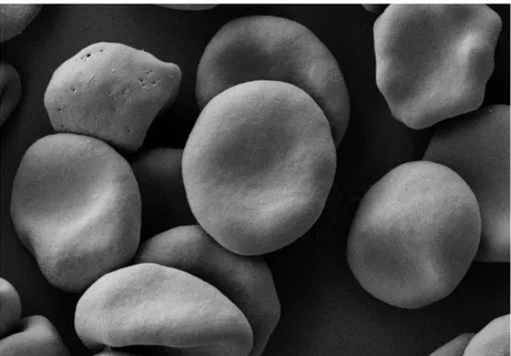 Figure 1.1 | Red blood cells by Scanning Electron Microscope:   Red blood cells 1% suspension obtained from whole  human blood