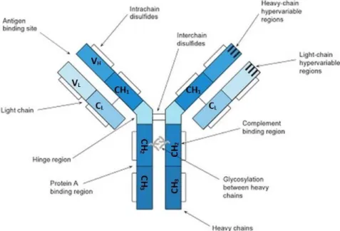 Figure 1.7 | Structure of an IgG molecule  (Adapted from Hermanson, 2008). 