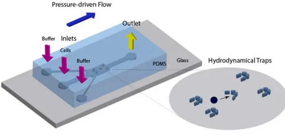 Figure  1.15  |  Representation  of  a  microfluidic  device:  a  PDMS  chip  consisting  of  microchannels  containing  arrays of V and U chapped hydrodynamical traps