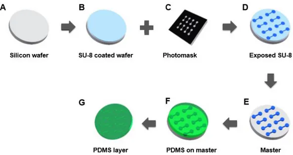 Figure 1.16 | Representative scheme of PDMS microfludics fabrication.  (A) A cleaned silicon wafer is the substrate  on which features will be patterned)
