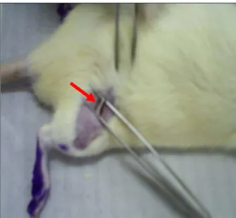Figura 5 – Fotografia mostrando o nervo ciático (seta vermelha) após exposição através da incisão  longitudinal na face lateral da coxa