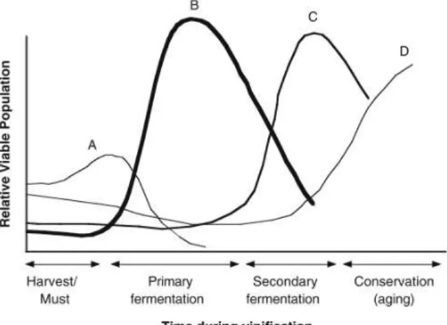 Figure 1.3 - Microbiological population during  vinification. (A) non-Saccharomyces yeasts, (B)  Saccharomyces spp., (C) Oenococcus oeni and  (D) spoilage microorganisms