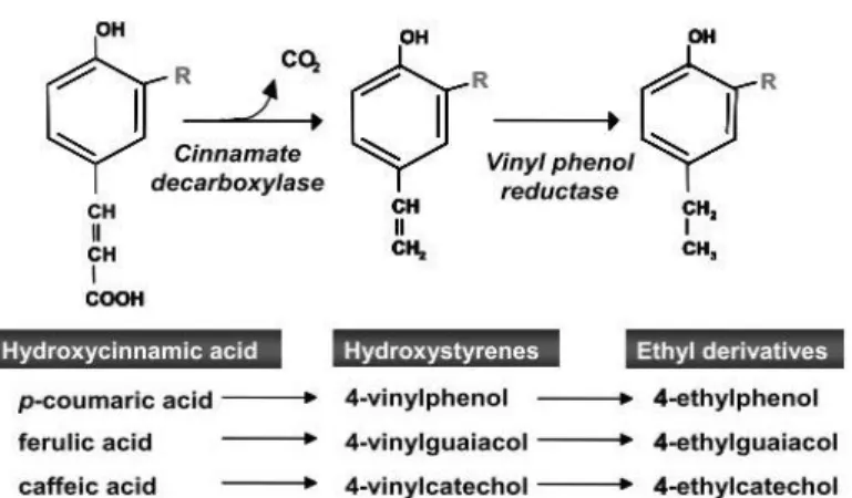 Figure 1.5  –  Synthesis of volatile phenols from the  hydroxycinnamic acids.(Oelofse et al., 2008)