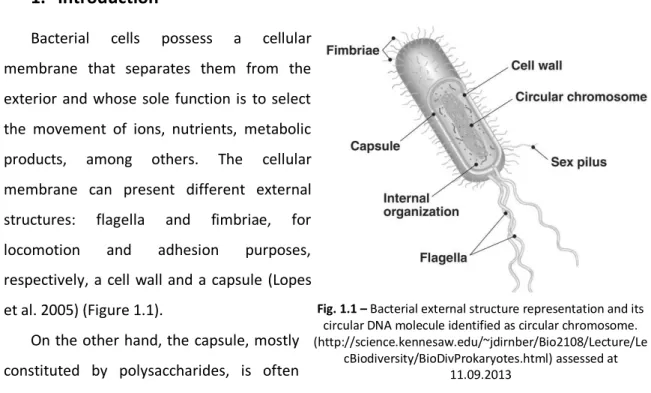 Fig. 1.1  –  Bacterial external structure representation and its  circular DNA molecule identified as circular chromosome