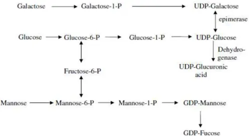 Fig. 1.4 - Catabolic mechanism representing the sugar nucleotide synthesis and the interconversion of various  monosaccharides through epimerization, dehydrogenation and decarboxylation, occurred in the cell cytoplasm