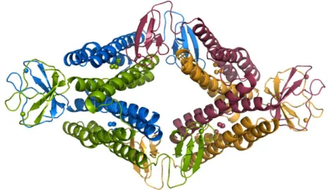 Figure  1.5:  Desulforubrerythrin  in  a  tetrameric  conformation.  Each  monomer  is  represented  with  a  different  colour