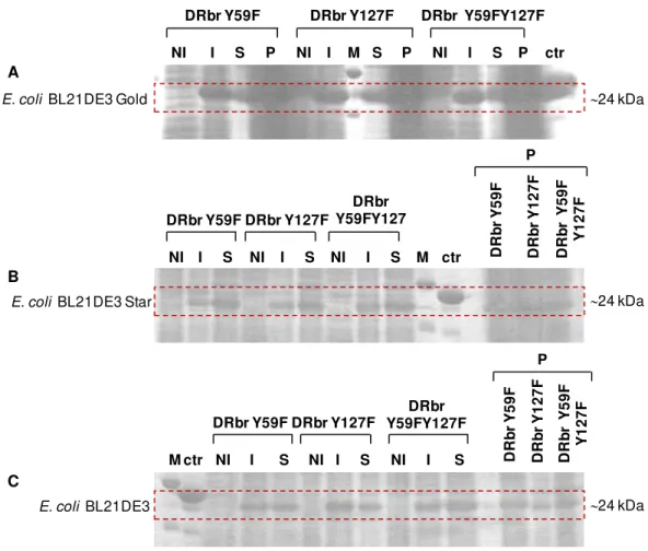 Figure  3.1:  SDS-PAGE  of  non-induced  and  induced  cell  samples  of  the  protein  expression  tests  for  DRbr  mutants