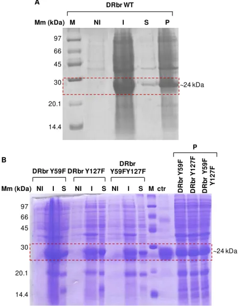 Figure 3.2: SDS-PAGE of samples from protein expression. (A) DRbr WT and (B) DRbr mutants in non-induced  (NI) and induced (I) cells: soluble fraction (S) and pellet (P)