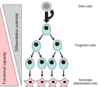 Figure 1.1 - Schematic representation of self-renewal and differentiation potential of stem cells