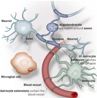 Figure 1.2 - Interactions between the three cell types of the CNS - neurons, astrocytes and  oligodendrocytes