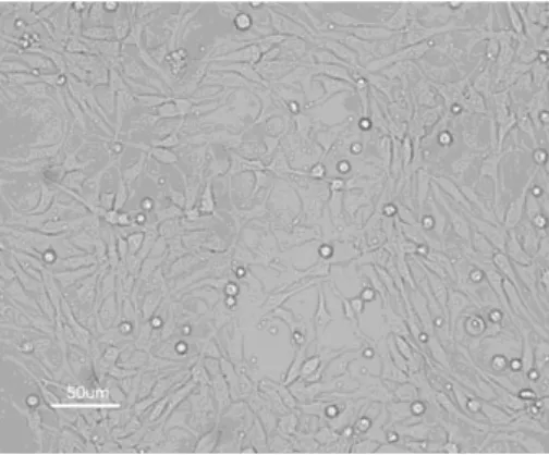 Figure 1.4 - Human immortalized neural progenitor cell population. Scale bar is 50μm. 