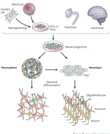 Figure 1.6 - Neural stem cell culture methods: neurosphere formation and adherent monolayer