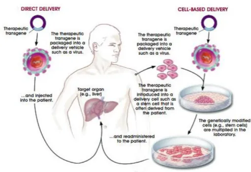 Figure 1.7 - Schematic representation of the two main types of gene based therapy: Direct delivery, and  cell-based delivery