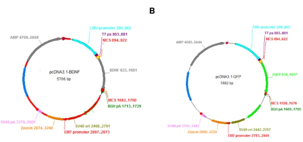 Figure 2.3.1  -  pcDNA3.1-BDNF (A) and pcDNA3.1-GFP (B) plasmid maps, containing the respective  BDNF and GFP genes