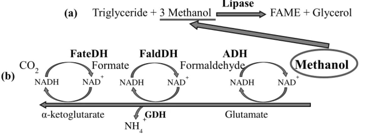 Figure  1.12  –   (a)  Conversion  of  methanol  in  biodiesel,  catalysed  by  a  lipase