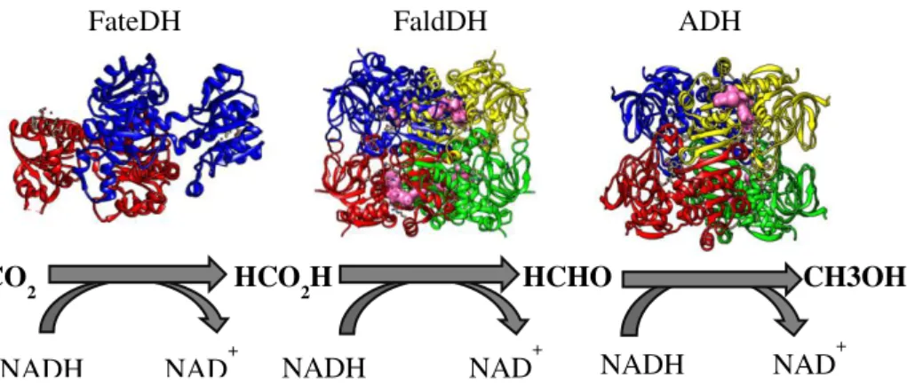 Figure  1.14  – Conversion  of  CO 2   to  methanol  catalysed  by  oxido-reductases  –  formate  (FateDH),  formaldehyde (FaldDH) and alcohol (ADH) dehydrogenases