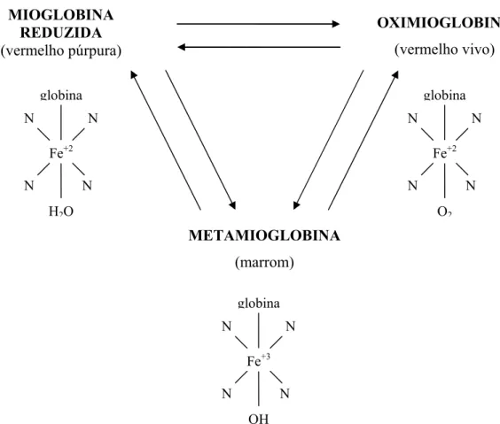 Figura 2 - Formas estruturais da mioglobina (Fonte: Giddings, 1977) 