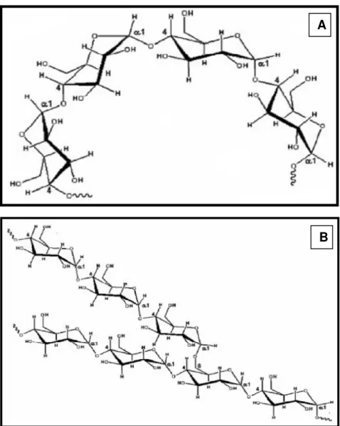 Figura 1 - Estrutura das macromoléculas do amido. A) Amilose e B) Amilopectina  Fonte: Bello-Pérez, Montealvo e Acevedo (2006)