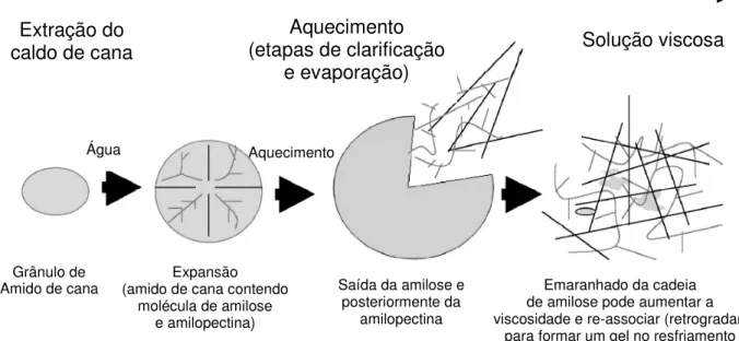 Figura 5 - Solubilização e gelatinização do amido durante o processamento de cana nas usinas   Fonte: Eggleston et al