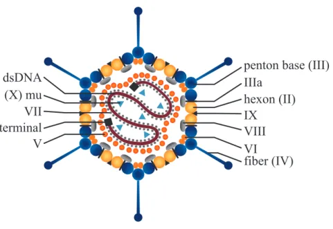 Figure 1.1: Structure of the Adenovirus by cross-section representation. The coat proteins are listed on the right side and the core proteins and DNA are on the left side.