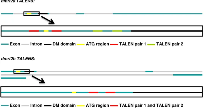Figure 3.3  Schematic representation of each TALEN pair target region within the  dmrt2a  and  dmrt2b  genomic  sequences