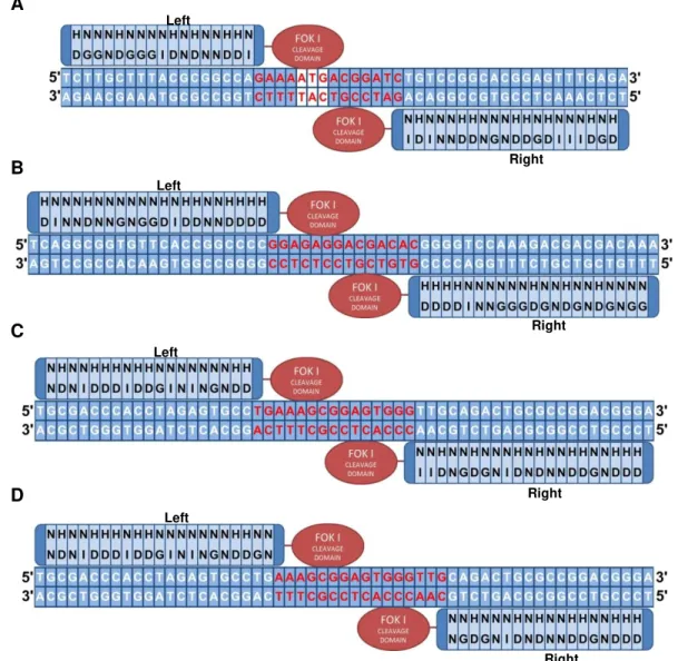 Figure 3.4 RVD sequence representation for each TALEN monomer assembled during this work