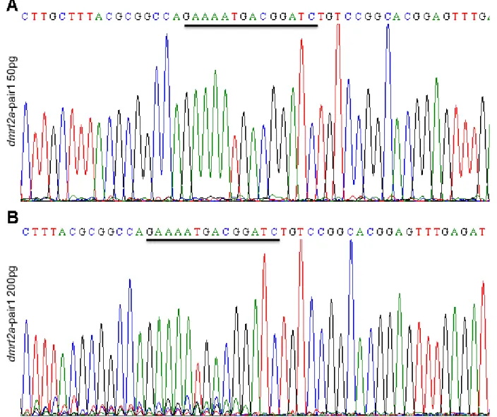 Figure 3.5 Comparison between the injection of 50pg and 200pg of  dmrt2a -pair1 mRNA. (A) genomic DNA from  a 50pg dmrt2a-pair1 mRNA injected embryo sequencing result