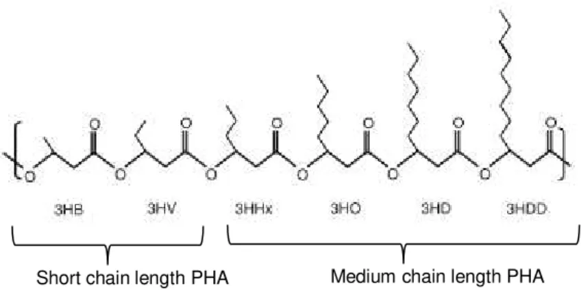 Figure  2.3  PHA  monomer  structures.  Short-chain-length  monomers:  3-hydroxybutyrate  (3HB),  3- 3-hydroxyvalerate (3HV)