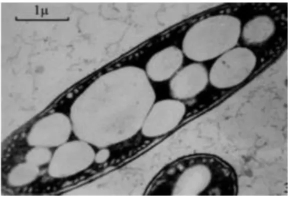 Figure  2.5  PHA granules in  Azotobacter chroococcum  cell treated  with  phenylacetic  acid