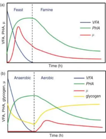 Figure 2.6 Usual behaviour of MMC under feast and famine (a) and aerobic/anaerobic (b) conditions