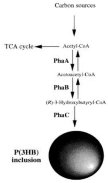 Figure  2.8  Scheme  of  P(3HB)  accumulation,  highlight  on  the  enzymes  involved