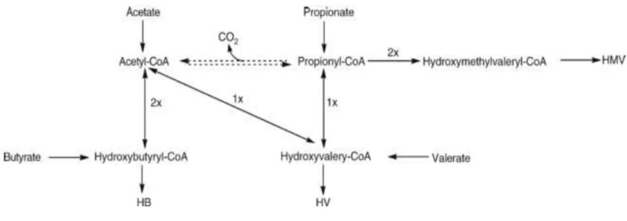 Figure 2.9 Representation of metabolic pathways of P(HB-co-HV) from VFA. The 1x and 2x means one or  two units, respectively