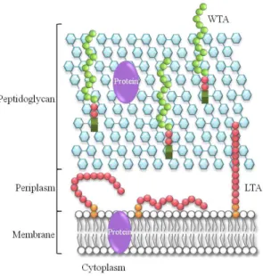 Figure  1  –  Schematic  representation  of  the  cell  wall  in  Gram-positive  bacteria
