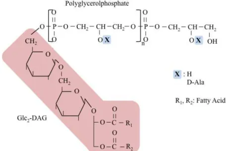 Figure 3  –  LTA chemical structure in S. aureus. The polyglycerolphosphate (PGP) chain is linked to  the membrane through a glycolipid anchor (Glc 2 -DAG) (pink)