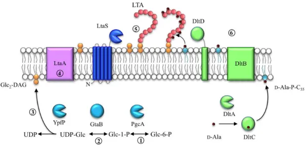 Figure 4 – Schematic representation of LTA synthesis in S. aureus. The glycolipid anchor (orange) is  synthesised in the cytoplasm of the cell by PgcA, GtaB and YpfP (blue) (steps 1 to 3), and translocated  across  the  membrane,  which  possibly  involves