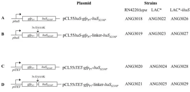 Figure 9 - Schematic representation of fluorescent protein fusions to the S. aureus LtaS S218P  protein