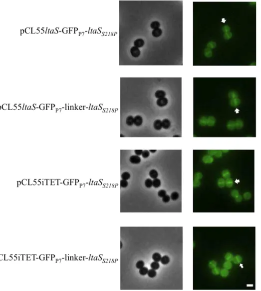 Figure 11 - Localisation of LtaS in S. aureus as assessed by fluorescence microscopy. The S
