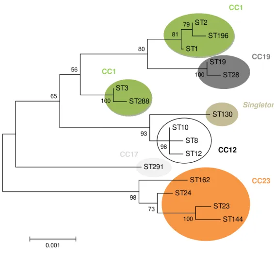Figura  6  –  Árvore  filogenética  construída  com  base  na  análise  das  sequências  dos  loci  de  S