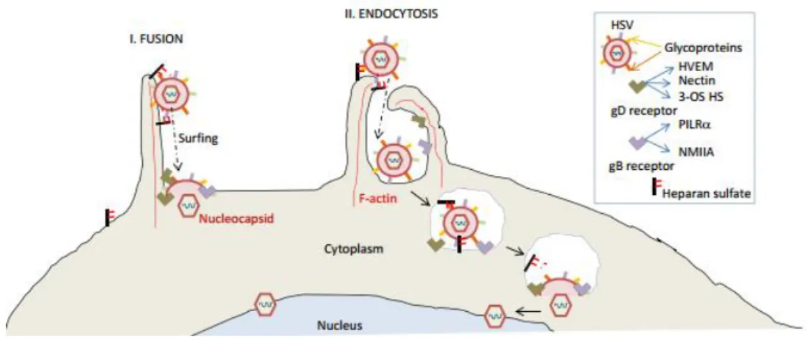 Figure 1.4: Pathways of HSV entry into the cell. 
