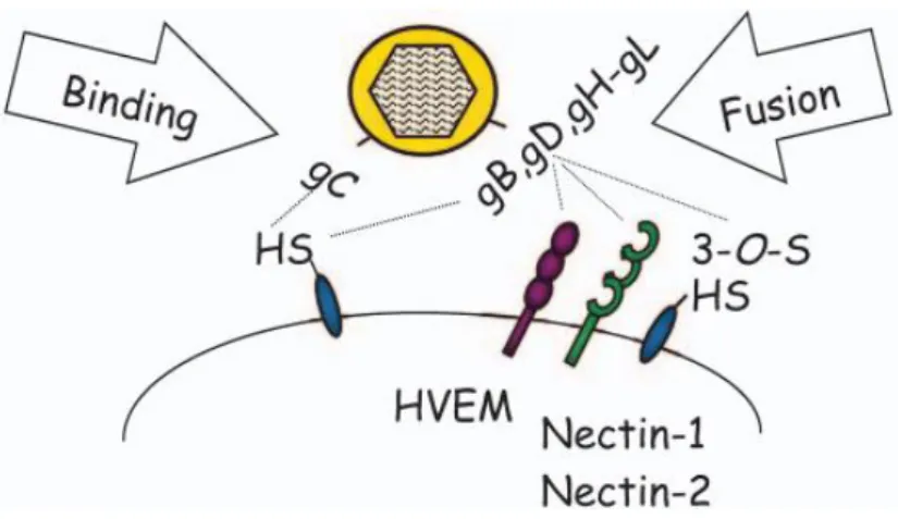 Figure 1.5: Multiple receptors upon HSV entry. 