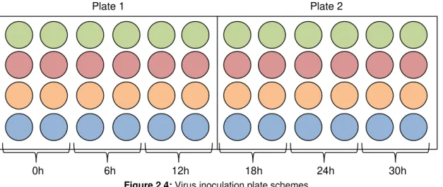 Figure 2.4: Virus inoculation plate schemes. 