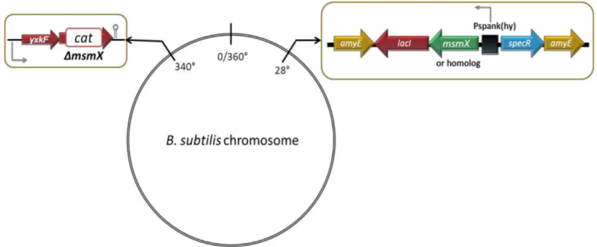 Figure 2.1 – Schematic illustration of the in vivo system developed.  The amyE locus at 28º is  represented (top left) with the genes introduced by a double-recombination event with pDR111 derivatives: 