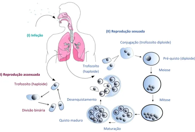 Figura 1.1 Representação esquemática do ciclo de vida de Pneumocystis. (I) Infeção pulmonar