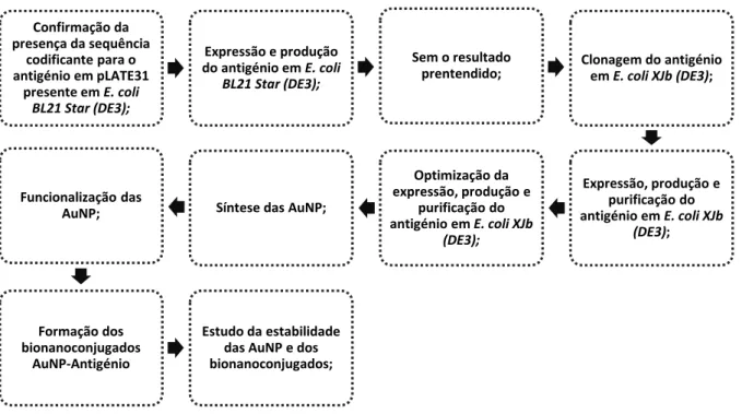 Figura  2.1  Fluxograma  da  metodologia  aplicada  correspondente  à  expressão,  produção  e  purificação  do  antigénio,  assim  como à formação e estudo da estabilidade dos bionanoconjugados