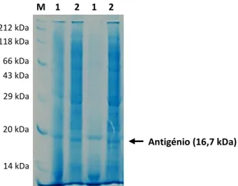 Figura 3.2 Gel de SDS-PAGE a 15% após a lise celular de E. coli  BL21 Star (DE3). M  - Marcador de pesos moleculares; 1  -  Sedimento; 2 - Sobrenadante