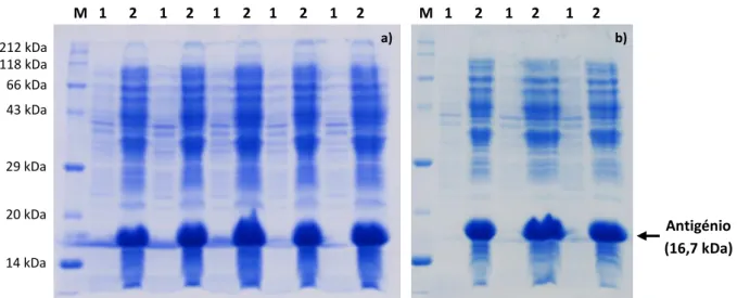 Figura 3.9 a) e b) Gel de SDS-PAGE a 15% após a lise celular de E. coli XJb (DE3). M - Marcador de pesos moleculares; 1 -  Sobrenadante; 2 - Sedimento