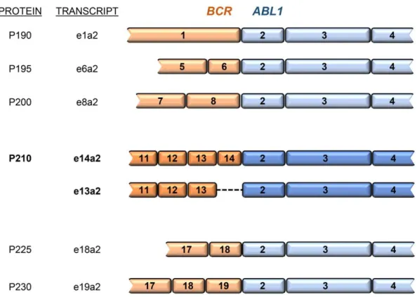 Figure 1.1 Structure of BCR-ABL1 isoforms. P210 BCR-ABL1  isoforms represent 95 % of Ph+ CML cases  and  may  derive  from  two  transcript  types  (e14a2  or  e13a2)  due  to  alternative  splicing  events