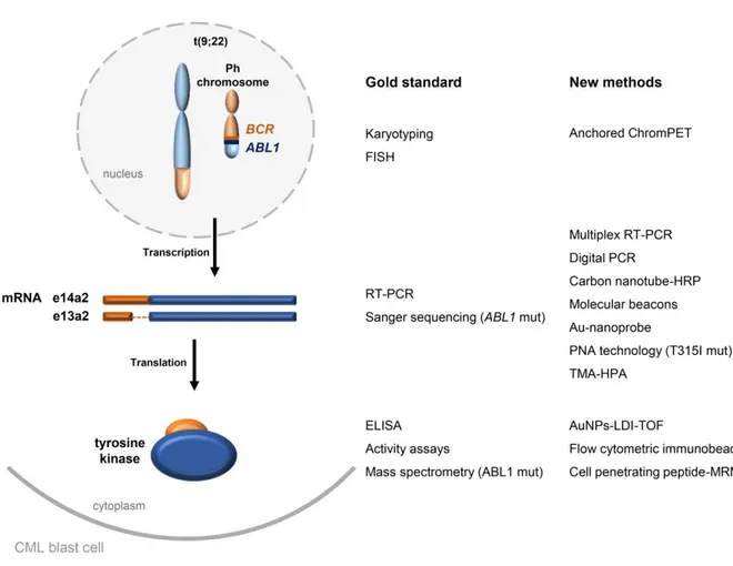 Figure 1.2 Conventional vs innovative methodologies for cytogenetic and molecular screening of CML,  via  genomic  DNA,  mRNA  and  protein